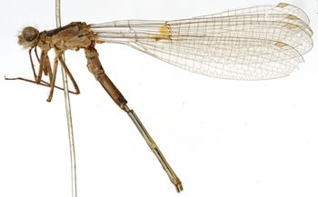 Media type: image; Entomology 12270   Aspect: habitus lateral view